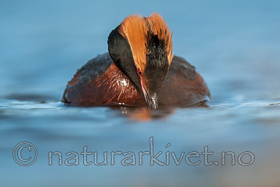 BB 10 0379 / Podiceps auritus / Horndykker